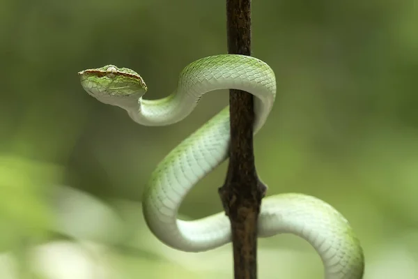 Ten Wąż Jest Bardzo Niebezpieczny Typ Viper Tropidolaemus Subannulatus Jego — Zdjęcie stockowe