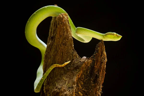 Esta Serpiente Tipo Muy Peligroso Víbora Tropidolaemus Subannulatus Cuerpo Pequeño — Foto de Stock