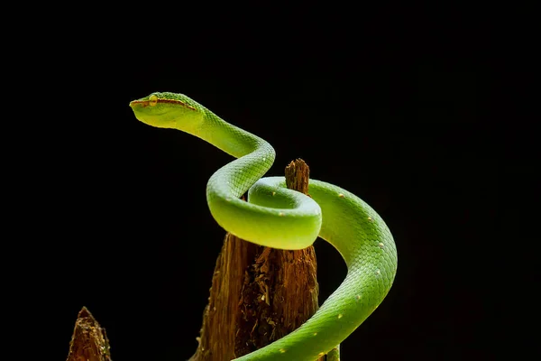 Snake Very Dangerous Type Viper Tropidolaemus Subannulatus Its Body Small — Stock Photo, Image