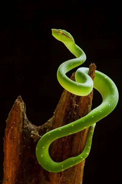 Diese Schlange Ist Eine Sehr Gefährliche Art Der Viper Tropidolaemus — Stockfoto