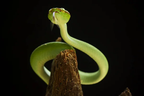 Esta Serpiente Tipo Muy Peligroso Víbora Tropidolaemus Subannulatus Cuerpo Pequeño —  Fotos de Stock