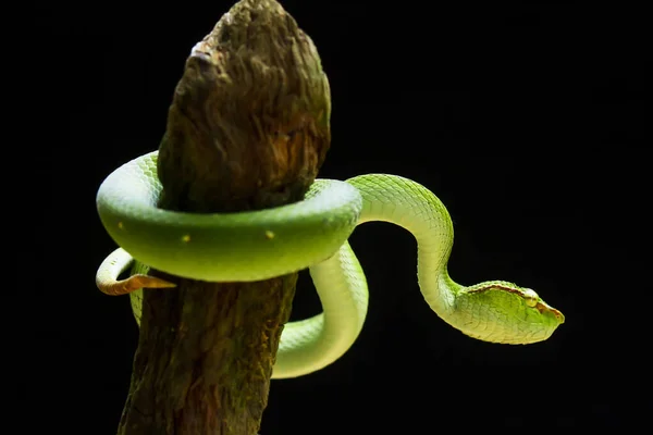 Esta Serpiente Tipo Muy Peligroso Víbora Tropidolaemus Subannulatus Cuerpo Pequeño — Foto de Stock