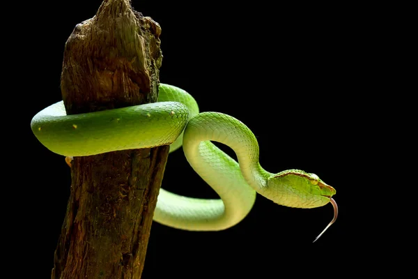 Ten Wąż Jest Bardzo Niebezpieczny Typ Viper Tropidolaemus Subannulatus Jego — Zdjęcie stockowe