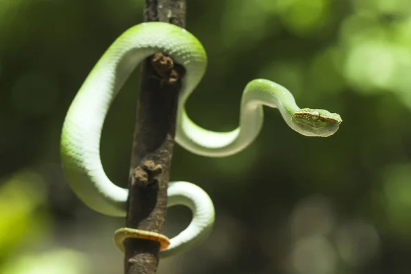 Esta Serpiente Tipo Muy Peligroso Víbora Tropidolaemus Subannulatus Cuerpo Pequeño —  Fotos de Stock