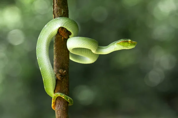 Ten Wąż Jest Bardzo Niebezpieczny Typ Viper Tropidolaemus Subannulatus Jego — Zdjęcie stockowe