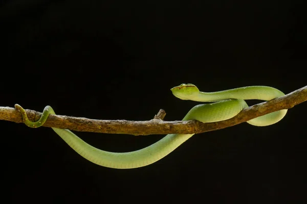 นชน นตรายมากของไวเปอร Tropidolaoss Subannulatus างกายของม ขนาดเล ายแรงมาก ชายม ยวและถ กพบในร — ภาพถ่ายสต็อก