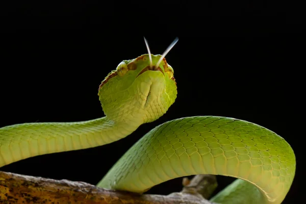 종류의 바이퍼 Tropidolaemus Subannulatus 작지만 치명적 가지고 수컷은 녹색을 있으며 — 스톡 사진