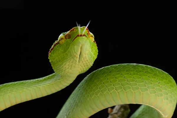 Esta Serpiente Tipo Muy Peligroso Víbora Tropidolaemus Subannulatus Cuerpo Pequeño — Foto de Stock