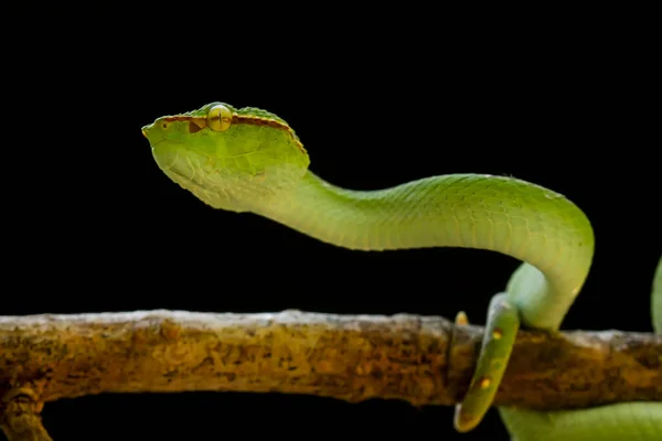 Змея Является Опасным Типом Гадюки Tropidolaemus Subannulatus Тело Маленькое Имеет — стоковое фото