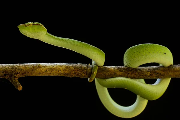 Esta Serpiente Tipo Muy Peligroso Víbora Tropidolaemus Subannulatus Cuerpo Pequeño — Foto de Stock