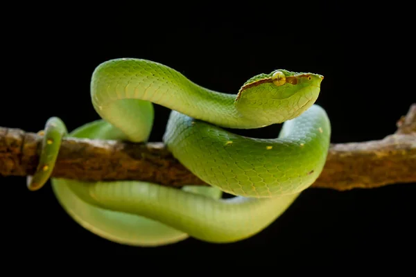 Змея Является Опасным Типом Гадюки Tropidolaemus Subannulatus Тело Маленькое Имеет — стоковое фото