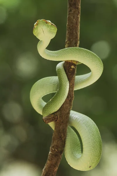 Esta Serpiente Tipo Muy Peligroso Víbora Tropidolaemus Subannulatus Cuerpo Pequeño — Foto de Stock
