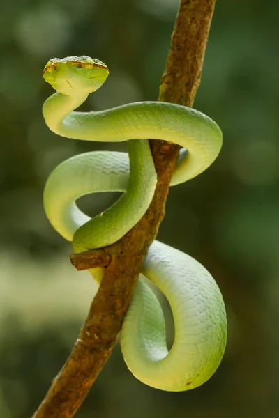 Esta Serpiente Tipo Muy Peligroso Víbora Tropidolaemus Subannulatus Cuerpo Pequeño —  Fotos de Stock