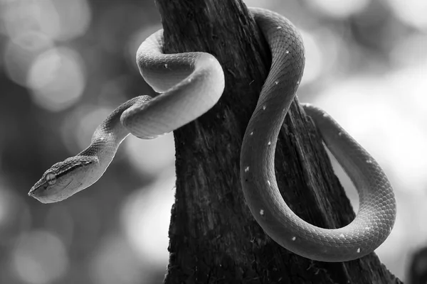 Bu yılan çok tehlikeli bir yılan türüdür (Tropidolaemus subannulatus), vücudu küçüktür ama çok ölümcül bir zehre sahiptir. Erkeğin yeşil bir rengi var ve vücudunda gece veya ateşe yaklaştığında saldırgan bir şekilde belirleniyor..