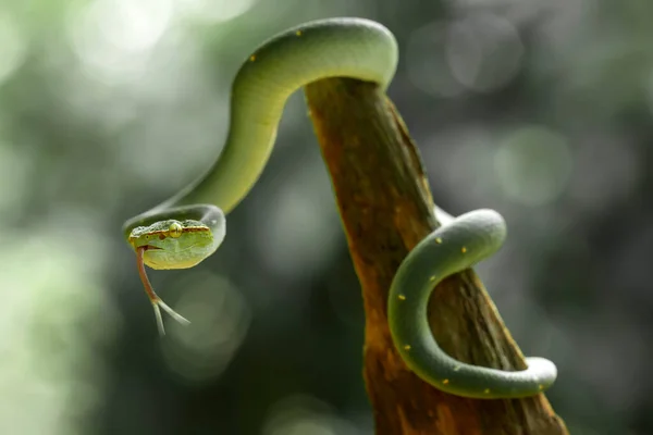 Ten Wąż Jest Bardzo Niebezpieczny Typ Viper Tropidolaemus Subannulatus Jego — Zdjęcie stockowe