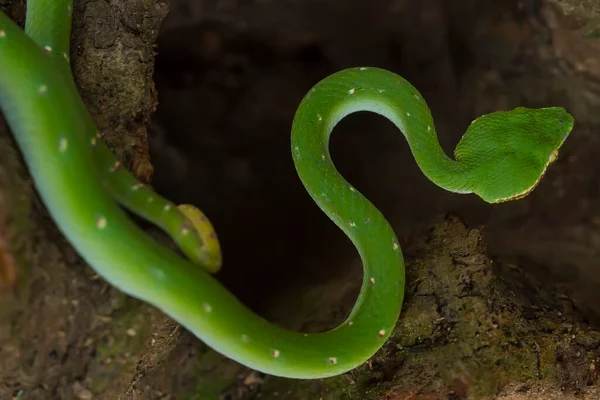 Serpent Est Type Très Dangereux Vipère Tropidolaemus Subannulatus Son Corps — Photo