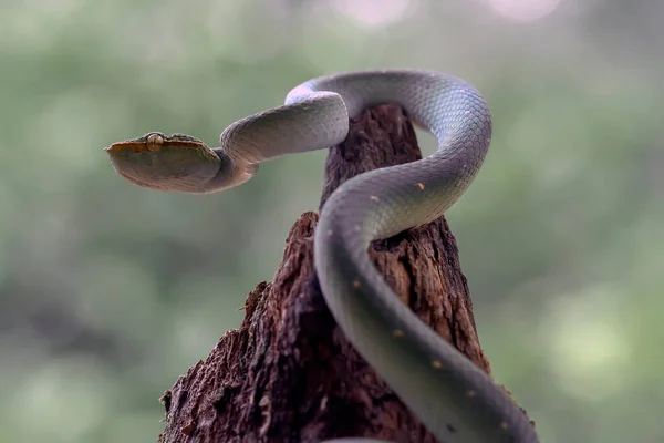 Serpent Est Type Très Dangereux Vipère Tropidolaemus Subannulatus Son Corps — Photo