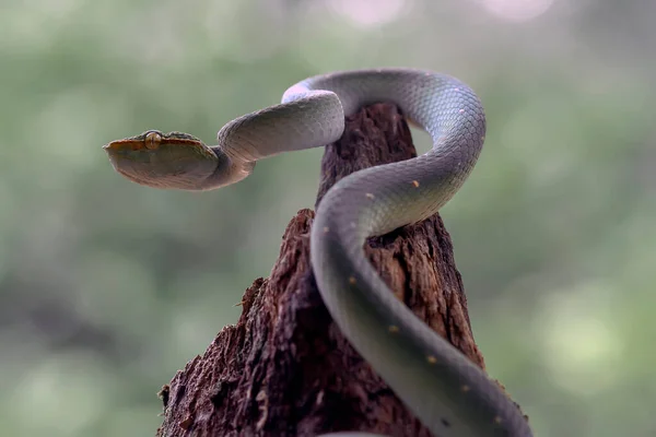 Змія Дуже Небезпечний Тип Viper Tropidolaemus Subannulatus Тіло Невелике Але — стокове фото