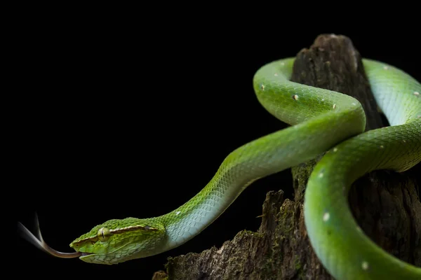 Snake Very Dangerous Type Viper Tropidolaemus Subannulatus Its Body Small — Stock Photo, Image