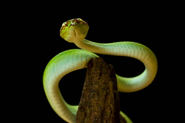 Esta Serpiente Tipo Muy Peligroso Víbora Tropidolaemus Subannulatus Cuerpo Pequeño —  Fotos de Stock