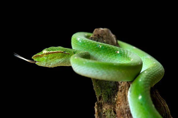 Serpent Est Type Très Dangereux Vipère Tropidolaemus Subannulatus Son Corps — Photo