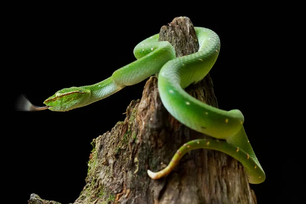 Serpent Est Type Très Dangereux Vipère Tropidolaemus Subannulatus Son Corps — Photo