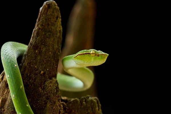 Serpent Est Type Très Dangereux Vipère Tropidolaemus Subannulatus Son Corps — Photo