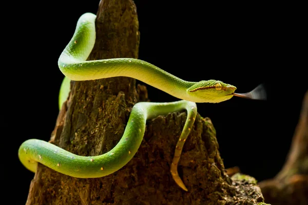 このヘビは非常に危険なタイプのバイパー トロピダエムスのサブディスラプション であり その体は小さいですが 非常に致命的な毒を持っています 男は緑色をしており 夜や火災に近い時に積極的に彼の体に発見されます — ストック写真