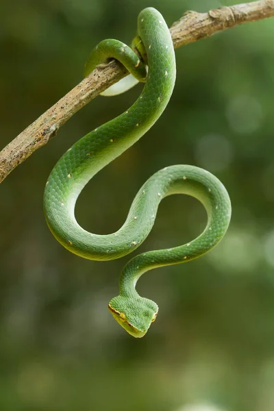 这种蛇是一种非常危险的毒蛇 它的身体很小 但有一种非常致命的毒液 雄鱼的体色呈绿色 身体上有斑点 夜间或靠近火时具有攻击性 — 图库照片