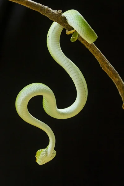 Esta Serpiente Tipo Muy Peligroso Víbora Tropidolaemus Subannulatus Cuerpo Pequeño —  Fotos de Stock