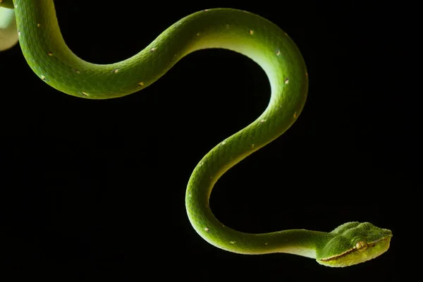 Esta Cobra Tipo Muito Perigoso Víbora Tropidolaemus Subannulatus Seu Corpo — Fotografia de Stock