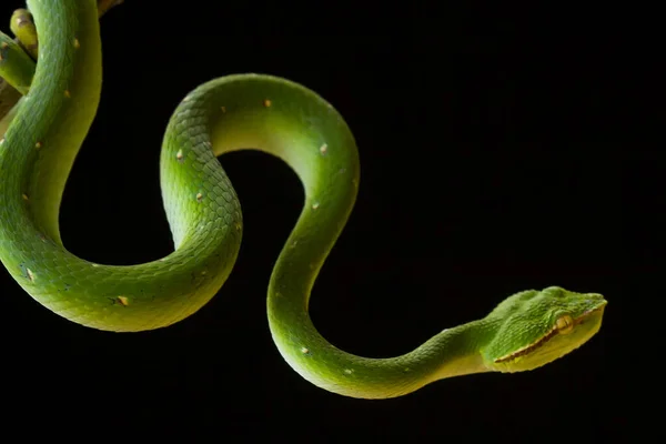 종류의 바이퍼 Tropidolaemus Subannulatus 작지만 치명적 가지고 수컷은 녹색을 있으며 — 스톡 사진