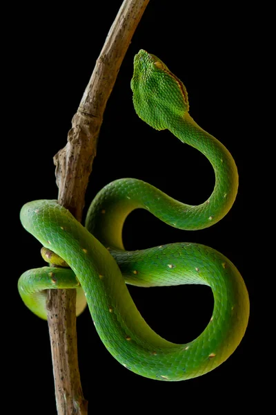 Bu yılan çok tehlikeli bir yılan türüdür (Tropidolaemus subannulatus), vücudu küçüktür ama çok ölümcül bir zehre sahiptir. Erkeğin yeşil bir rengi var ve vücudunda gece veya ateşe yaklaştığında saldırgan bir şekilde belirleniyor..