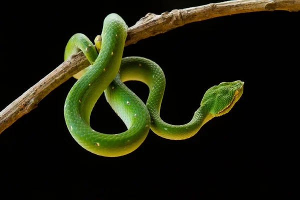 Esta Serpiente Tipo Muy Peligroso Víbora Tropidolaemus Subannulatus Cuerpo Pequeño — Foto de Stock