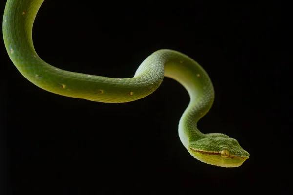 Serpent Est Type Très Dangereux Vipère Tropidolaemus Subannulatus Son Corps — Photo