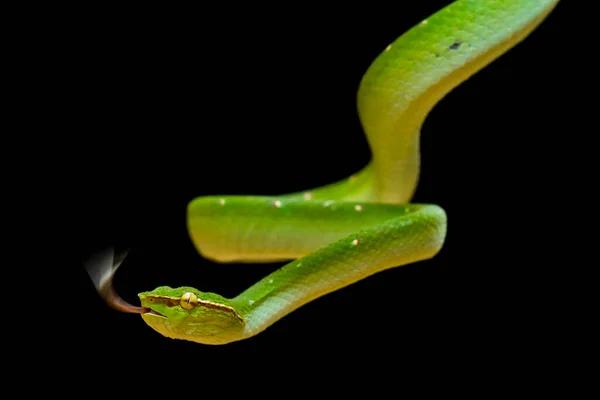 このヘビは非常に危険なタイプのバイパー トロピダエムスのサブディスラプション であり その体は小さいですが 非常に致命的な毒を持っています 男は緑色をしており 夜や火災に近い時に積極的に彼の体に発見されます — ストック写真