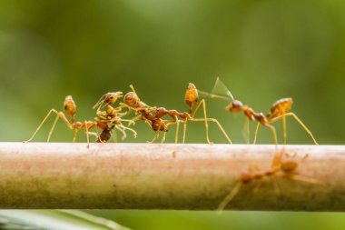 Kırmızı karınca ya da yaygın olarak 