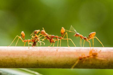 Kırmızı karınca ya da yaygın olarak 