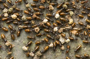 Kırmızı karınca ya da yaygın olarak 