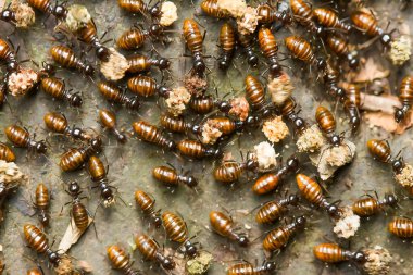 Kırmızı karınca ya da yaygın olarak 