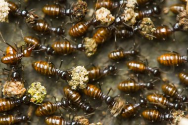 Kırmızı karınca ya da yaygın olarak 