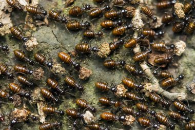 Kırmızı karınca ya da yaygın olarak 