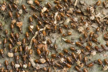 Kırmızı karınca ya da yaygın olarak 