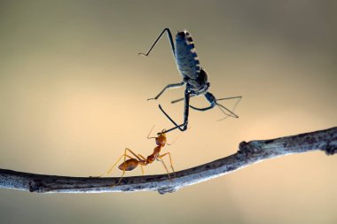 Kırmızı karınca ya da yaygın olarak 