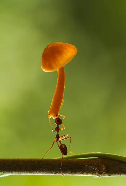 Rote Ameise Oder Allgemein Als Ehu Bezeichnet Ist Eine Ziemlich — Stockfoto