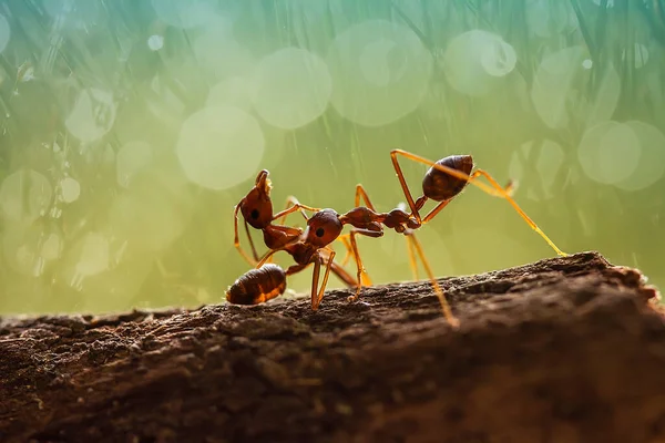 Hormiga Roja Comúnmente Llamada Ehu Una Hormiga Bastante Fuerte Que —  Fotos de Stock