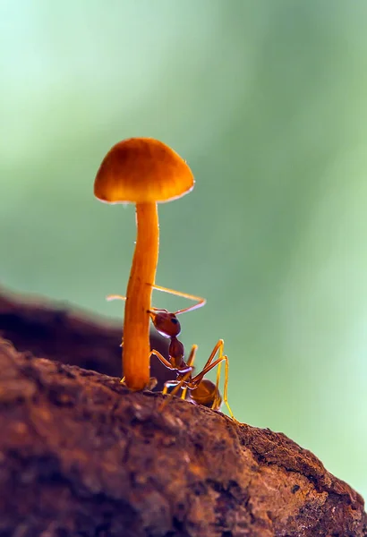 일반적으로 Ehu 불리는 개미입니다 성가시게 무엇이든 사진은 식물의 있습니다 그리고 — 스톡 사진