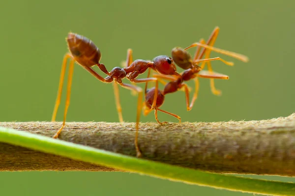 Formiga Vermelha Comumente Chamado Ehu Uma Formiga Bastante Forte Mordendo — Fotografia de Stock