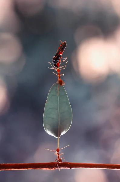 Rote Ameise Oder Allgemein Als Ehu Bezeichnet Ist Eine Ziemlich — Stockfoto