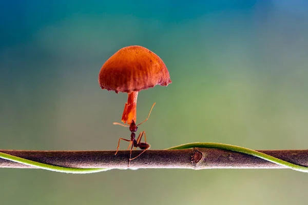 Hormiga Roja Comúnmente Llamada Ehu Una Hormiga Bastante Fuerte Que —  Fotos de Stock